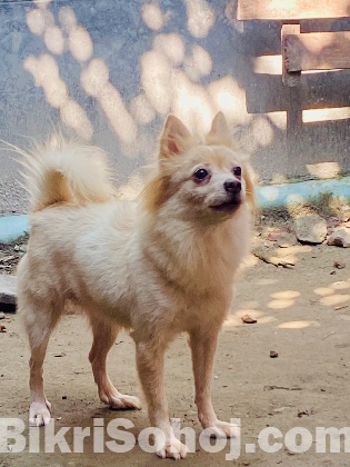 এমিরিকান স্পিচ কুকুর